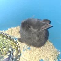 خرگوش لوپ مینیاتوری|موش و خرگوش|اراک, |دیوار