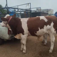 خریدوفروش بهترین نژاد گوساله وگاوشیری
