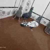 کبوتر|پرنده|زابل, |دیوار