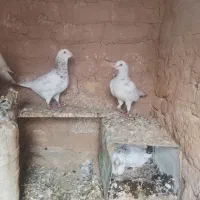 فروش چند عدد کفتر سار