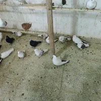 بارجدید|پرنده|دورود, |دیوار