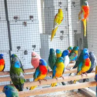 طوطی زیبا و کمیاب نئوفما