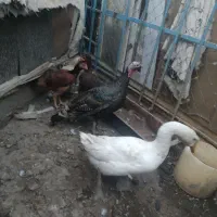 غاز .بوقلمون.مرغ