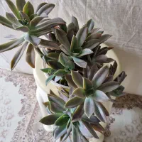 گل های اپارتمانی