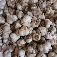 سیر درشت تازه تفرش|خوردنی و آشامیدنی|قم, انصار‌الحسین|دیوار