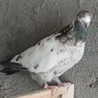 ماده|پرنده|ساوه, |دیوار