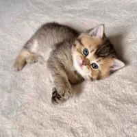 بچه گربه بریتیش|گربه|تهران, المهدی|دیوار