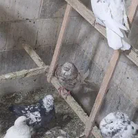 سرور نر کبکی تیر