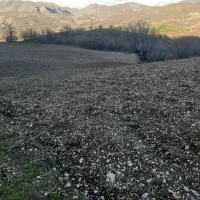 زمین کشاورزی|فروش دفتر صنعتی، کشاورزی، تجاری|جوانرود, |دیوار