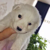 پامر اشپیتز