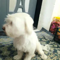 شیتزو|سگ|ارومیه, |دیوار