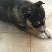 توله دو رگه ژرمن|سگ|فریدونشهر, |دیوار