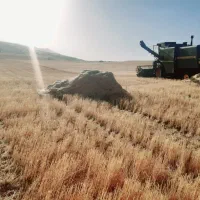 کاه کمباین گندم دیم حدود۱۵ تن بیرون نایلون کشیده