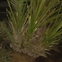 بچه نخل برحی|گل و گیاه طبیعی|چمران, |دیوار