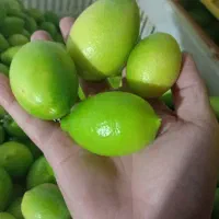 لیمو ترش لایم کوات