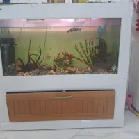 اکواریم یک متر و بیست سانتی متر است