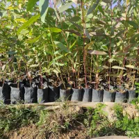 فروش عمده نهال اکالیپتوس|خدمات باغبانی و درختکاری|مسجد سلیمان, |دیوار