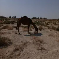 شتررودباری اصل