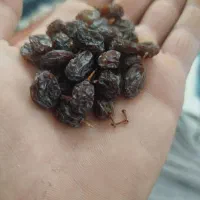 کشمش آفتابی درجه یک