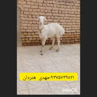 بره قوچ چینی گلابی بز