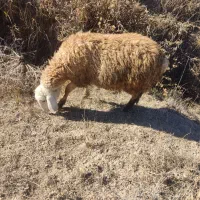 بره نر و ماده