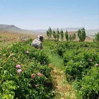 مزرعه-و-باغ-گل-محمدی