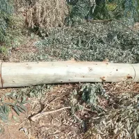 فروش چوب اوکالیپتوس