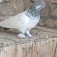 کلدم سبز وسرور|پرنده|قم, کیوانفر|دیوار