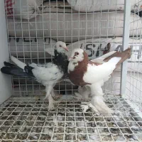 کفتر بادکنکی|پرنده|قم, هفت تیر|دیوار