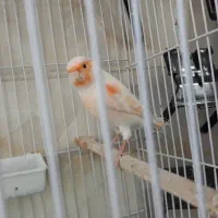 قناری نر موزاییکی مست بخون‌