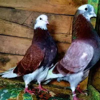 کفتر شازده قرمز بعدظهری