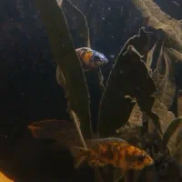 ماهی گوشتخوار و گیاه خوار