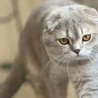 واگذاری گربه