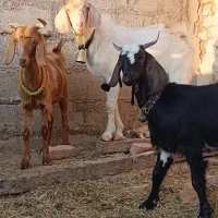 2راس کولار بزغاله عروسک مخصوص خاص پسندا