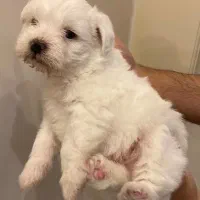 واگذاری ۲عدد سگ تریر نر وماده(فوری)