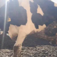 گاو شیری|حیوانات مزرعه|سده (خراسان جنوبی), |دیوار