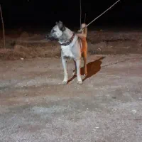 سگ سرابی ۲۶ ماهه مناسب برای گله ونگهبانی|سگ|سراب, |دیوار