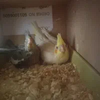 جوجه عروس هلندی سرلاکی