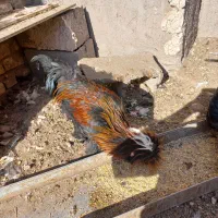 تخمرغ نطفه دار گلین سلطان گردن لخت|حیوانات مزرعه|رفسنجان, |دیوار