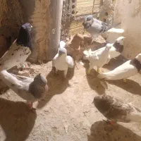 کبوتر|پرنده|تربت جام, مطهری|دیوار