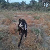 فروش چند راس گوسفند