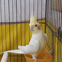 عروس هلندی