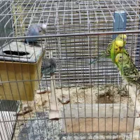 عروس هلندی با مرغ عشق|پرنده|بندر ماهشهر, |دیوار