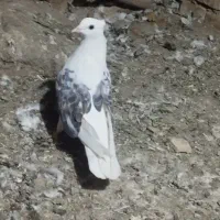 شونی