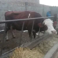 گاو 7ماه آبستن