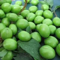 پیشفروش نهال گوجه سبز سردرود