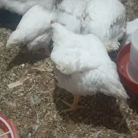 مرغ گوشتی ۱۲۰به فروش می‌رسد