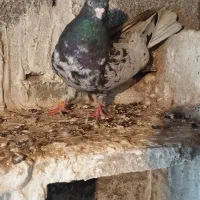 تیپلی سرور نر