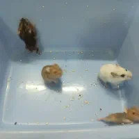 همستر مینیاتوری