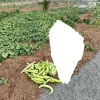 فروش باغ|فروش خانه و ویلا|زیویه, |دیوار